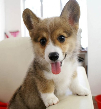 corgi