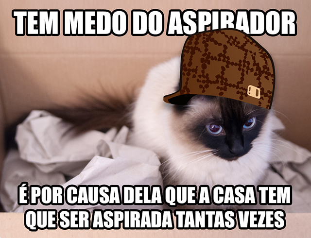 scumbag cat
